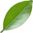 Citrus plants